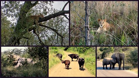 The Big Five Im Krüger Nationalpark Foto And Bild Africa Southern