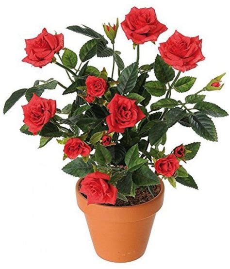 Ojorey Red Rose Flower Plant Buy Ojorey Red Rose Flower Plant Online