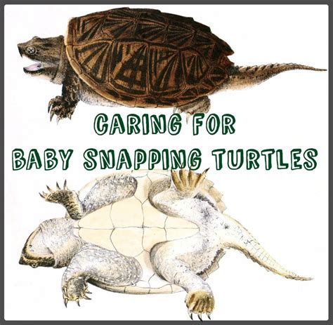 How To Care For Baby Snapping Turtles Pethelpful
