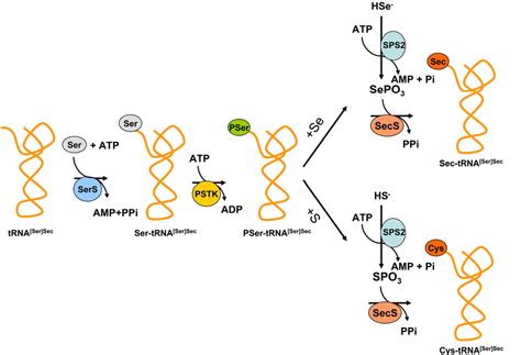 biosynthesis of selenocysteine the 21st amino acid in the genetic code and a novel pathway for