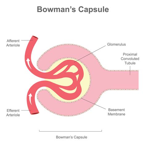 The Renal Corpuscle Or Bowmans Capsule Structure 18891998 Vector Art