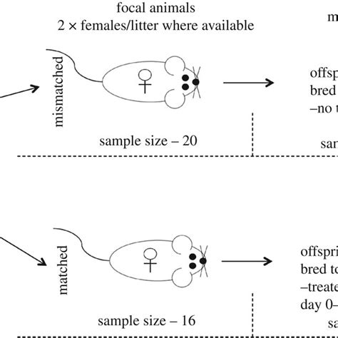 The Offspring Sex Ratios From Control Laboratory Mice And Those Mice