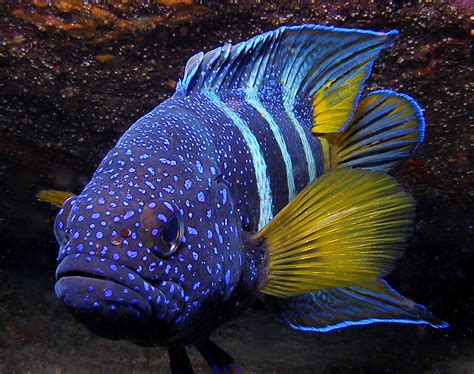 Eastern Blue Devilfish Paraplesiops Bleekeri Flickr
