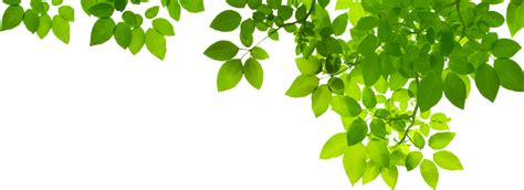 Fresh Green Leaves Png Clipart Png Mart