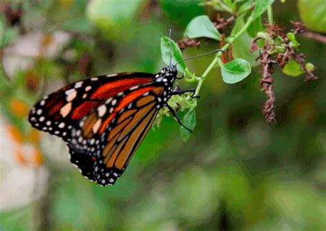 ✓ free for commercial use ✓ high quality images. The Case of the Disappearing Monarch Butterfly | WKDZ Radio