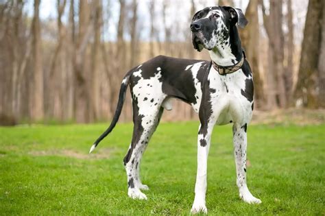 How Big Should A Dog House Be For A Great Dane