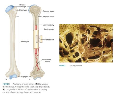 Structures Of Bones