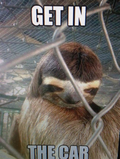 Creepy Sloth Sloths Funny Creepy Sloth Sloth Meme