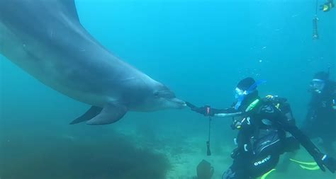 Watch Incredible Moment Scuba Divers Approached By Friendly Dolphin In