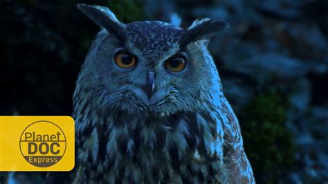 Eagle Owl Night Vision Planet Doc Express Documentaries Youtube