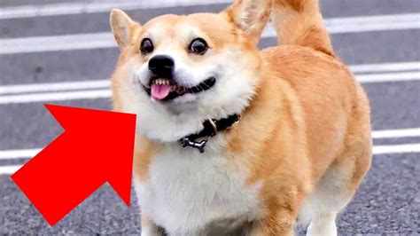 These Hilarious Corgis Will Make Your Day 10x Better Youtube