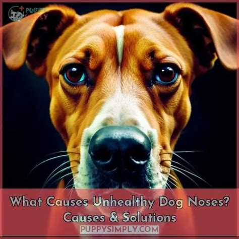 What Causes Unhealthy Dog Noses Causes And Solutions