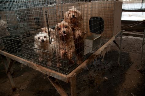 Recently, the michigan humane society, in collaboration with livingston county animal control, rescued over 90 dogs from the deplorable conditions of a local puppy mill. Our Social Commitment at The Grooming Table