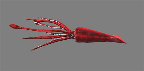Giant Squids Find Out About Their Characteristics And Much More