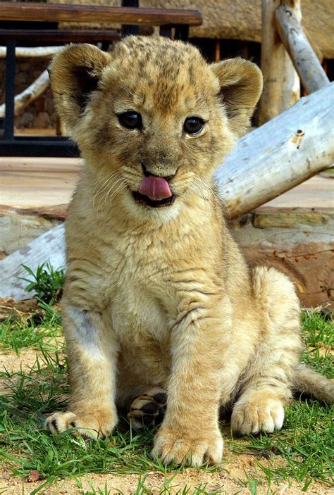 Beautiful Photos Of Lion Cubs You Must Not Miss Utterly Cute Yet Dangerous From Youth