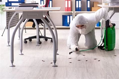 5 Best Pest Control Companies in San Antonio磊