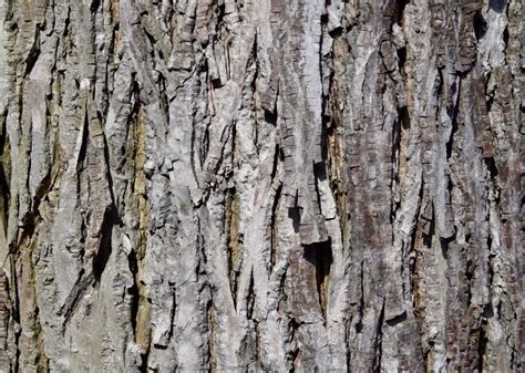 Hickory Tree Bark Secrets To Identifying Trees Sarpo