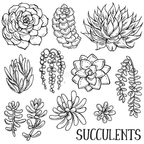 Cactus clipart is the very item that every graphic designer should have in his or her graphic elements collection. Hand Drawn Succulent Plants Vector Set Stock Vector ...