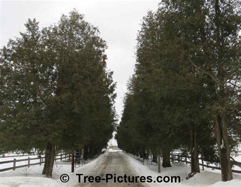 Cedar Tree Pictures