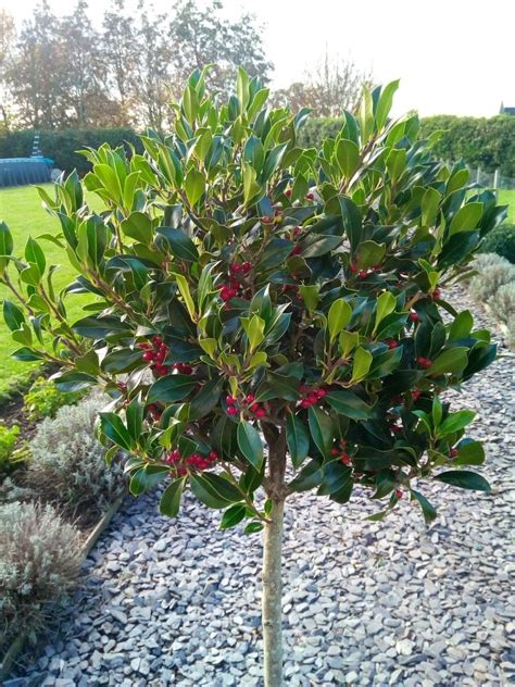 Majestic Large 140 150cm Alaska Holly Tree Standard Covered In Berries