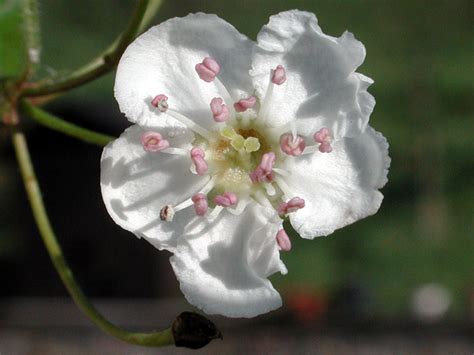 Un disegno di disegno di fiori primaverili da stampare gratuitamente e da colorare. Nomi e Immagini di Fiori di Primavera (35 Foto) | PianetaBambini.it