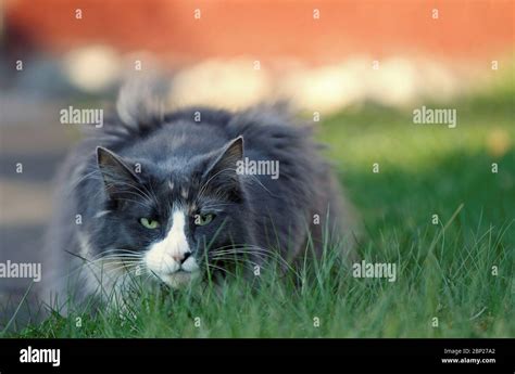 A Blue Coloured Norwegian Forest Cat Female Lurking In Green Grass