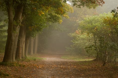 Forest Trees Shrubs Path Fog Autumn Wallpapers Hd Desktop And