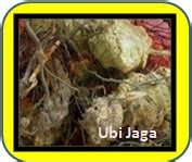 Zaman kegemilangan kurus & slim akan muncul kembali menyinari hidup anda. Anim Agro Technology: UBI JAGA - APA DIA