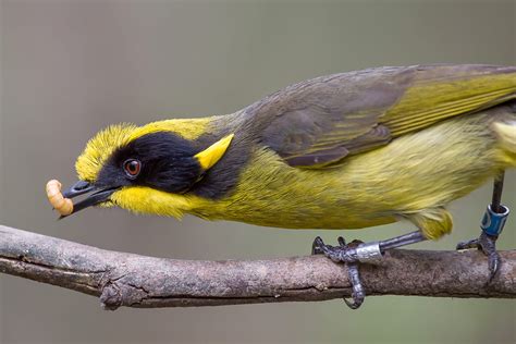 Friends Of The Helmeted Honeyeater Together For Wildlife