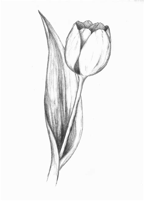 Pin De Alexander Ka En My Draws Tulipanes Dibujo Flores Dibujadas A