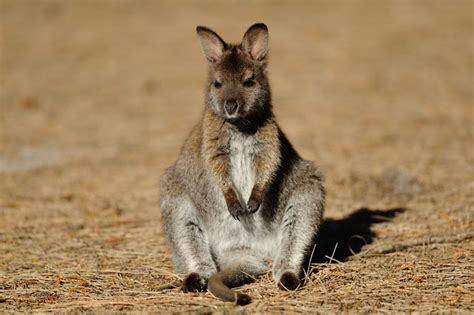 Australia Wildlife And Nature Holidays Discover The World