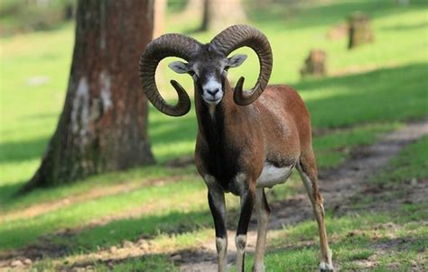 The Endangered Armenian Mouflon Art A Tsolum