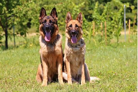 The German Shepherd Teenager Phase Dog Discoveries