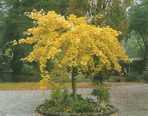We did not find results for: Pin on Very Cool Trees To Have!