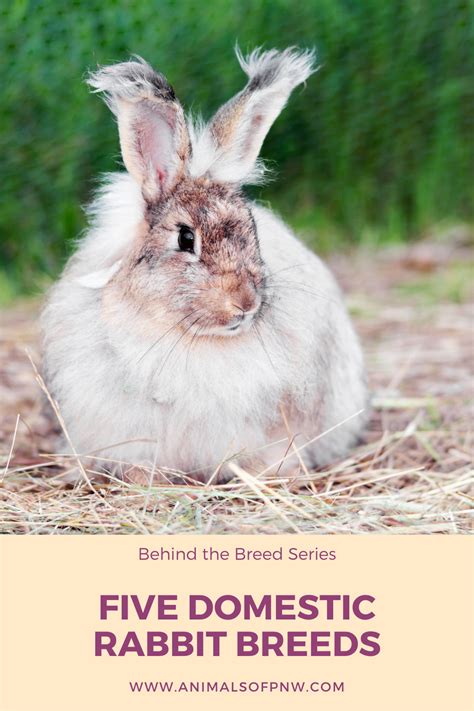 Five Domestic Rabbit Breeds Artofit