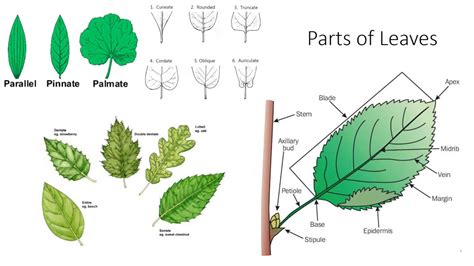Plant Anatomy And Morphology Youtube