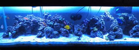 My 125 Gallon Reef Tank Forums For Fish Lovers