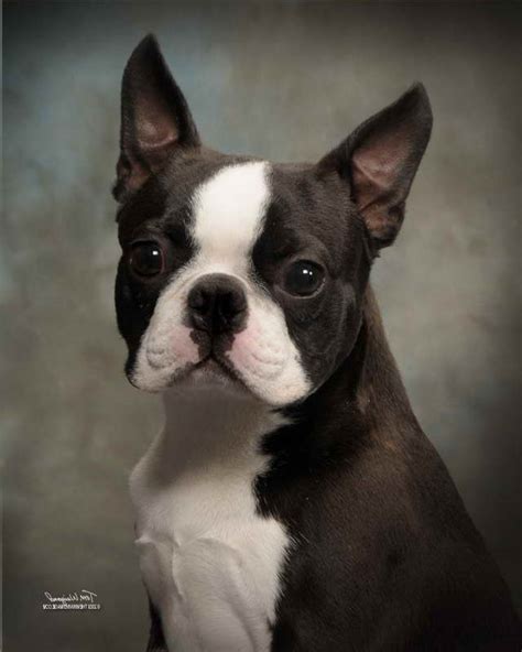 Boston terrier breeders who care about their puppies will sell them with full disclosure health guarantees. Boston Terrier Puppies For Sale In East Texas | PETSIDI