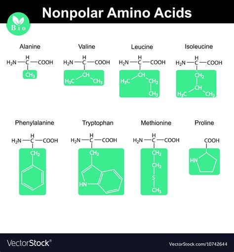 Nonpolar Amino Acids