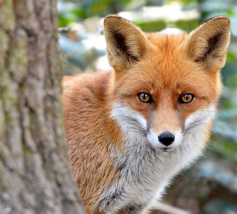 Fox Animal S Taialondon