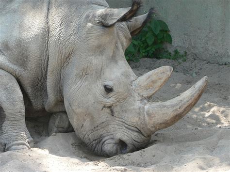 Rhinoceros is the second largest land animal, living in africa and asia. White Rhinoceros Facts And Latest Pictures 2013 | Beautiful And Dangerous Animals/Birds Hd ...