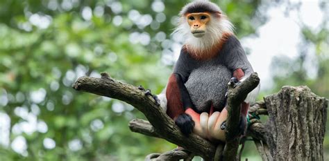60% of primate species now threatened with extinction, says major new study
