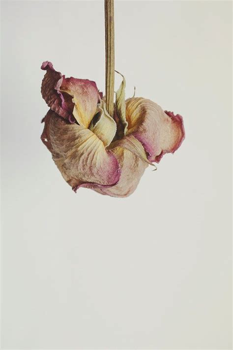 Let all the dipped coffee filters dry overnight. Dried Rose Floral Still Life Macro Photography 8x10 Home ...
