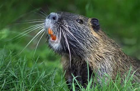 Beaver Description Habitat Image Diet And Interesting Facts