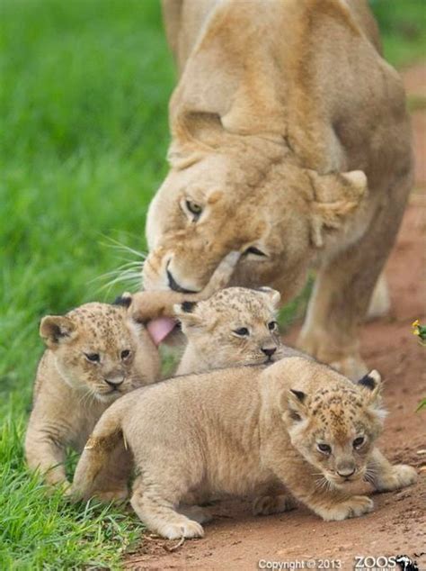 Cute Wild Baby Animals ~ Stunning Nature Amitié