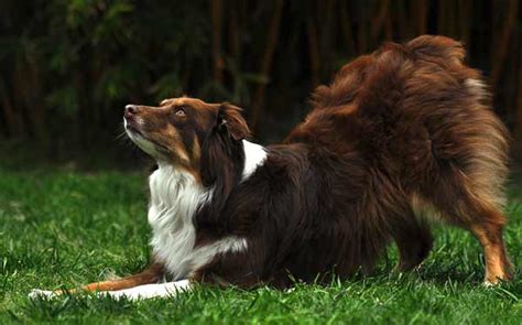 Australian Shepherd Dog Breed Information Pictures And More