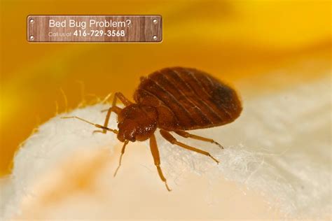 Distinguish Dust Mites From Bed Bugs Jdm Pest Control