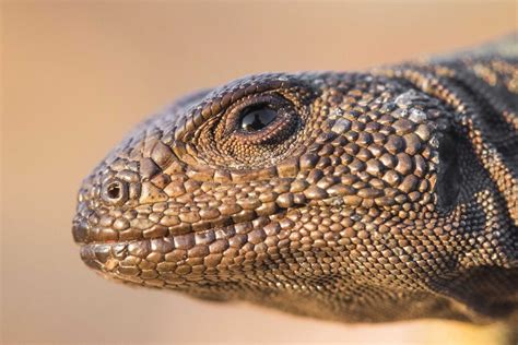 South American Lizards Are Breaking An Evolutionary Golden Rule Abc News