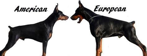 Are Dobermans A Dying Breed Quora
