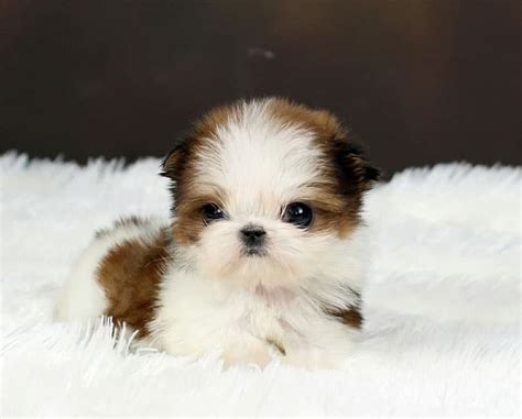Teacup Shih Tzu Small Cute And Adorable Dog